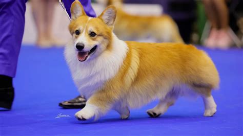 dalbong corgi|Dalbong The Corgi ng Pinas, champion sa World Dog Show.